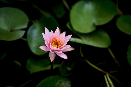 莲藕粉荷花背景