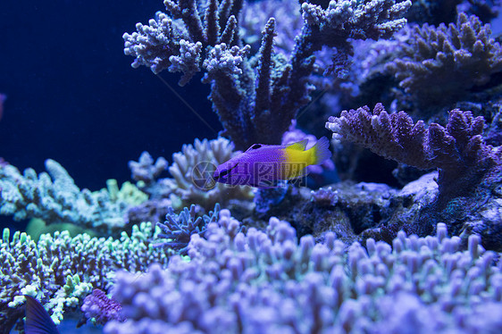 海底世界各种鱼类和生物图片