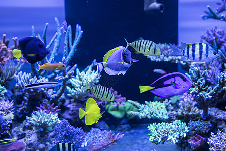 深海海藻海底世界各种鱼和生物背景