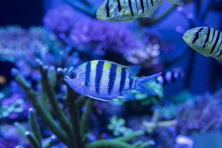 海底世界各种鱼和生物图片