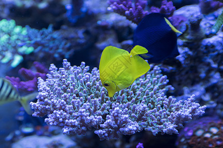 花和鱼海底世界各种鱼和生物背景