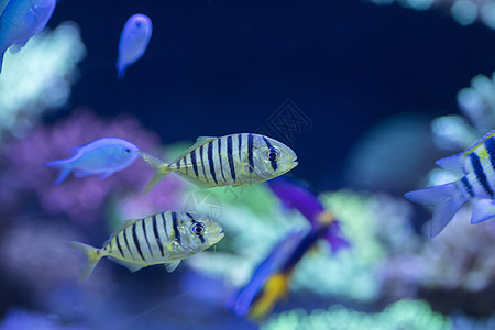 深海海藻海底世界各种鱼和生物背景