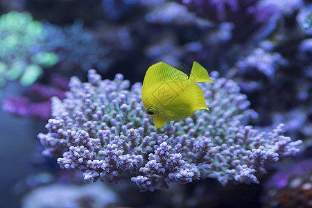 海底世界各种鱼和生物图片