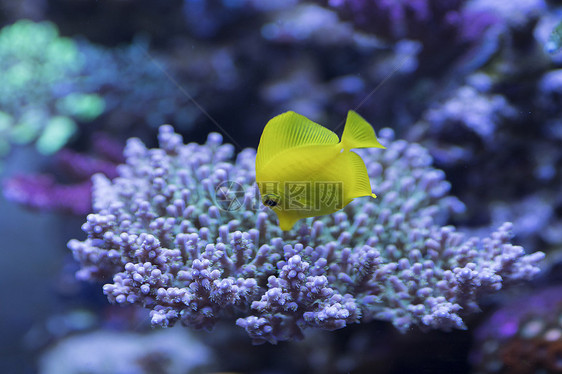 海底世界各种鱼和生物图片