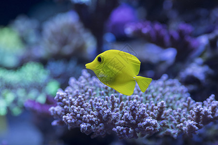 各种海洋生物海底世界各种鱼和生物背景