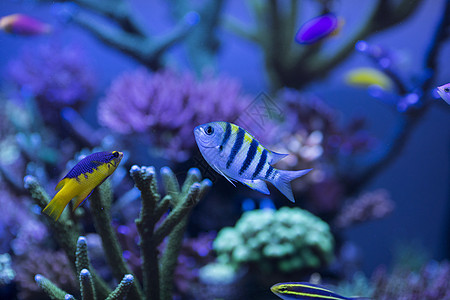 深海海藻海底世界各种鱼和生物背景