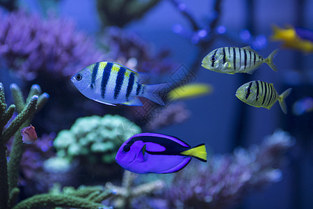 深海水母海底世界各种鱼和生物背景