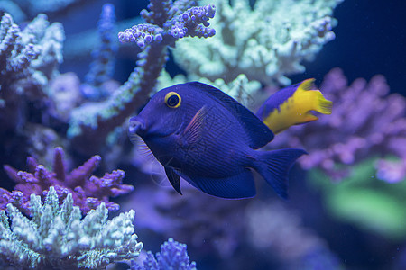 深海海参海底世界各种鱼和生物背景