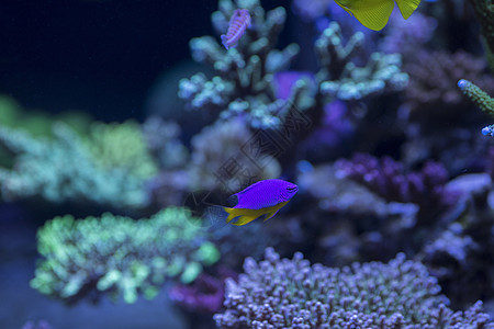 清澈海水海底世界各种鱼和生物背景