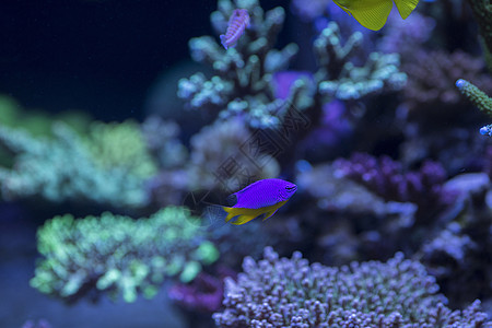 海底世界各种鱼和生物图片