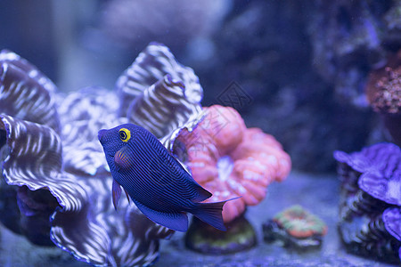 海洋生物手绘海底世界各种鱼和生物背景