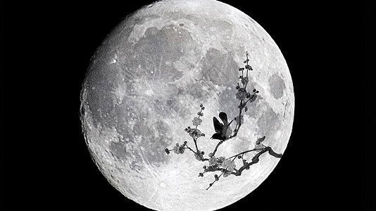 月亮下的鸟图片