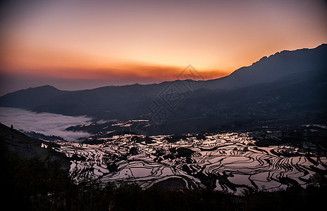 多依树梯田背景