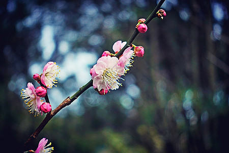 冬季梅花盛开背景图片