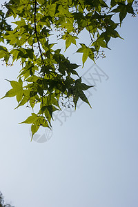 秋天枫叶和天空背景图片