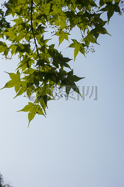 秋天枫叶和天空图片