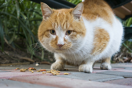 胖猫肥猫猫头野猫高清图片