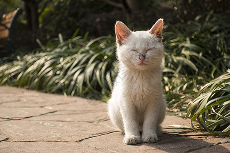 表情猫猫的独特表情背景