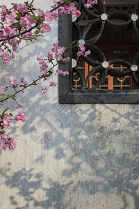 樱花花纹中国元素传统窗和鲜花搭配背景