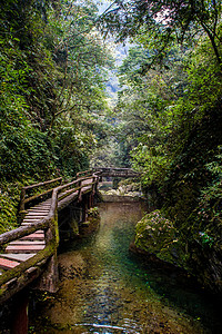 山间树林四川 青城山背景