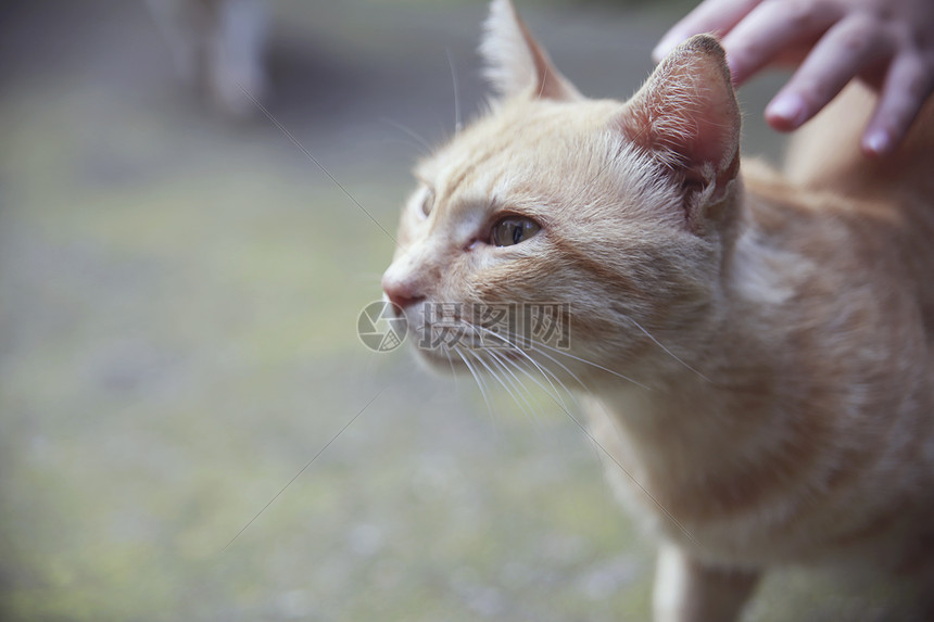 好奇的猫图片