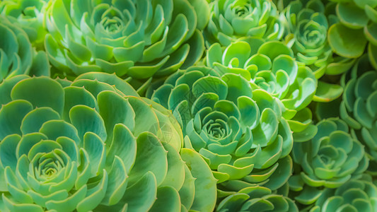 多肉植物动画可爱多肉绿植图片背景