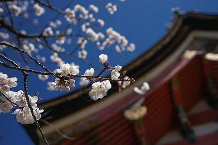 京都清水寺赏樱背景