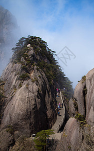 黄山毛尖黄山背景