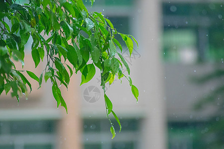 雨中绿叶背景素材水珠高清图片