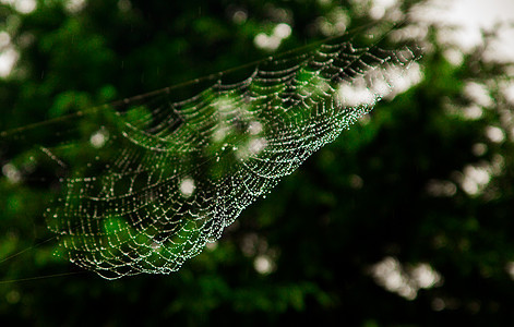 雨后的蜘蛛网背景图片