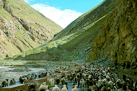 西藏公路上的羊群高清图片