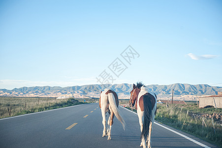 青海公路上的马图片