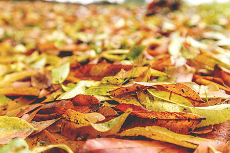 秋之落叶图片