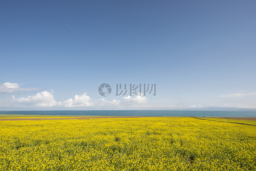 青海湖油菜花图片