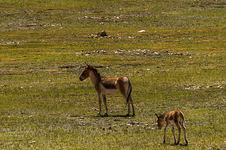 阿里草原上的野驴图片
