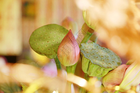 一支百合花莲花禅意供佛背景