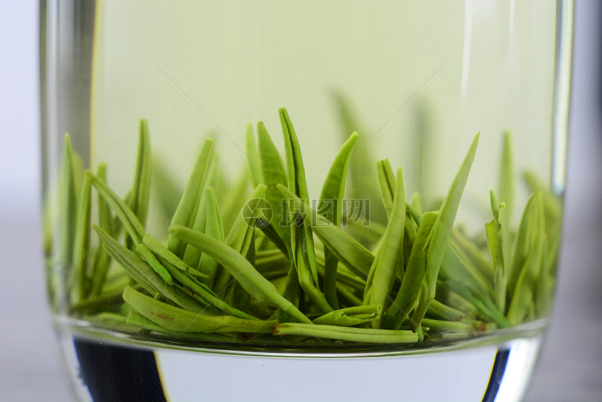 安吉白茶种植要求