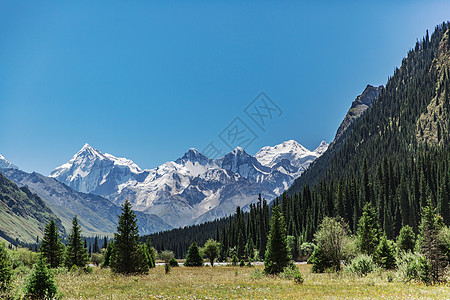 雪山树远方圣洁的雪山背景