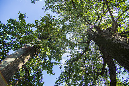 树木成长森林公园的树木背景