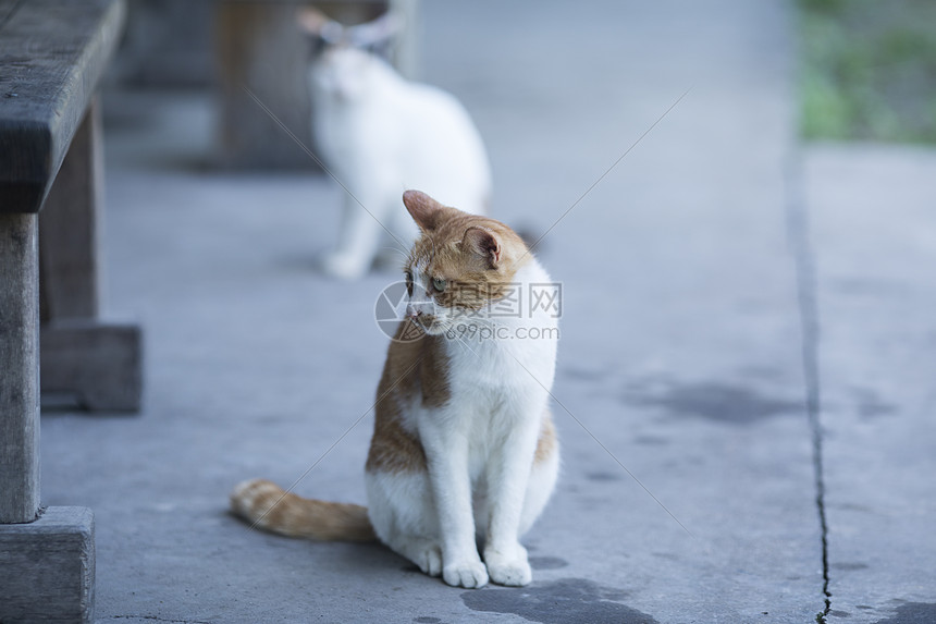 公园里的流浪猫图片