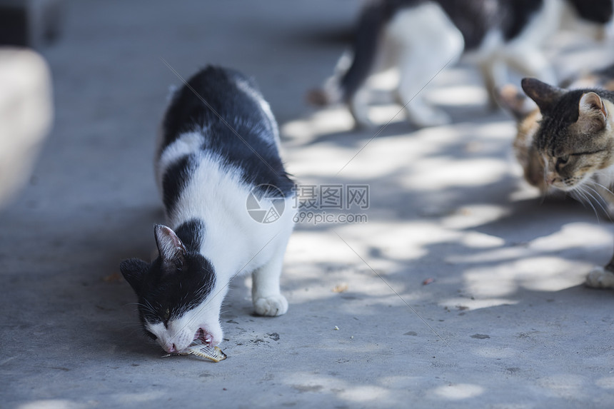 公园里的流浪猫图片