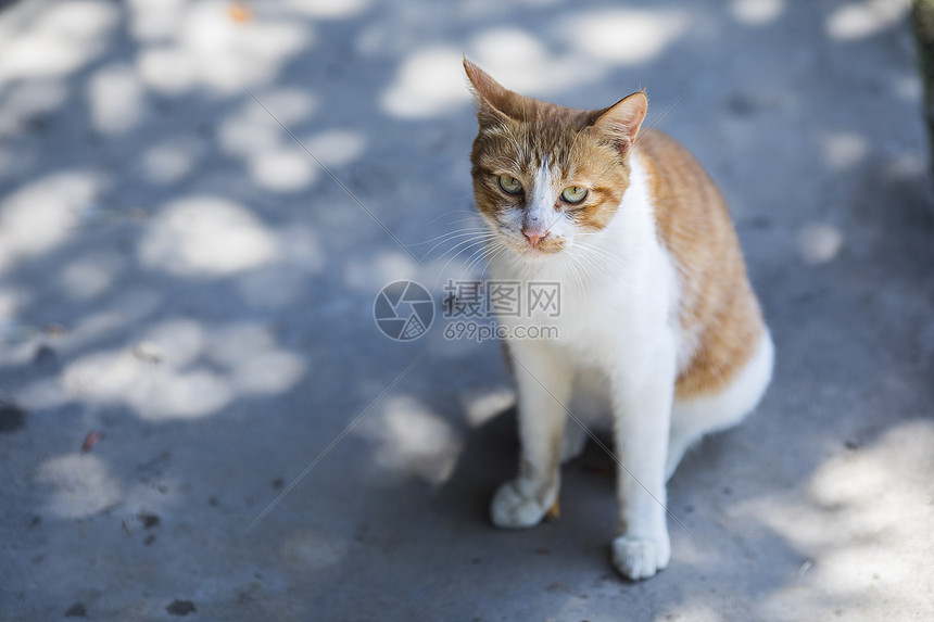 公园里的流浪猫图片