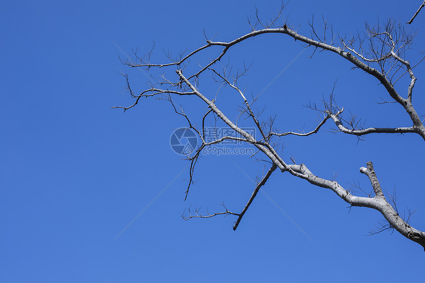 极简蓝天树干图片