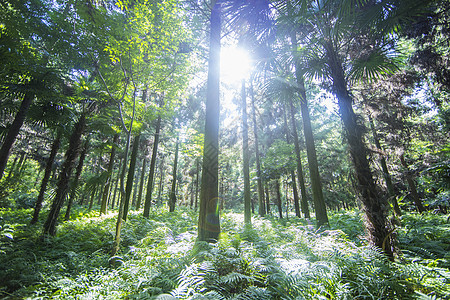 阳光普照的深山树林高清图片
