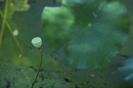 中国元素荷花莲蓬荷叶高清图片