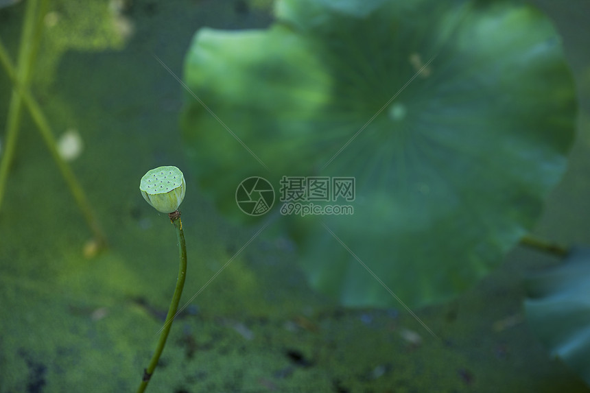 中国元素荷花莲蓬荷叶图片