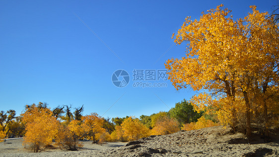 额济纳旗胡杨林金秋自然风光图片