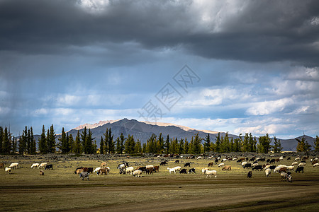 辽阔草原上的羊群背景图片