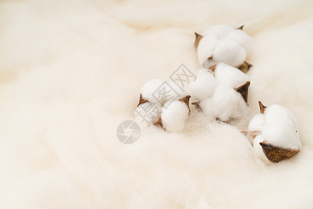 棉花摆拍图保温纺织业高清图片