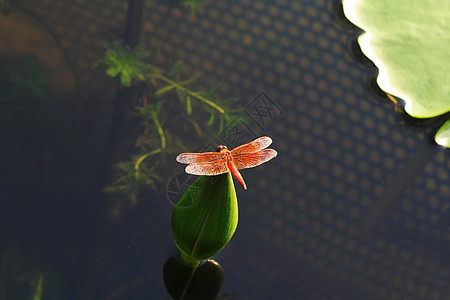 青荷荷叶上的蜻蜓背景